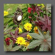 Ricin + Coreopsis tinctoria (le jardin de la poterie Hillen) www.poterie.fr